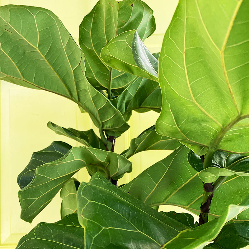 FICUS LYRATA STD 14"