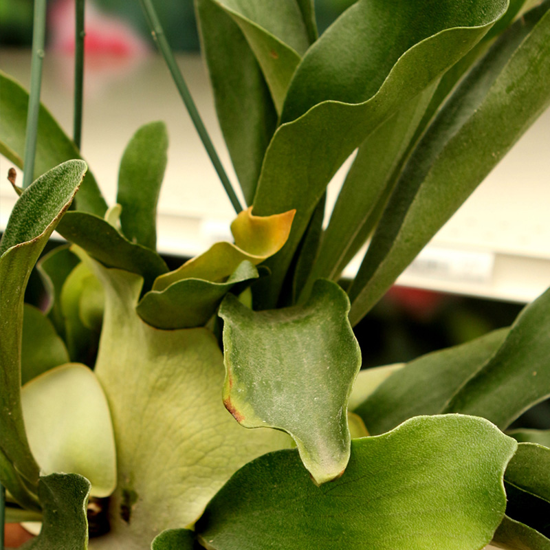 FERN STAGHORN ELEPHANTOTIS 4"
