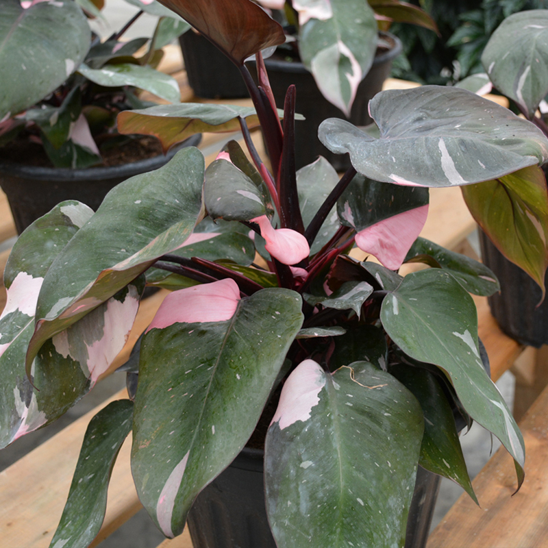 PHILODENDRON PINK PRINCESS 6"