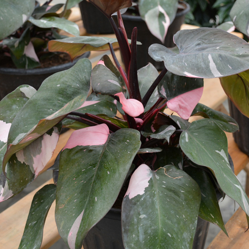 HB PHILODENDRON PINK PRINCESS 8"