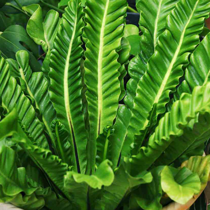 FERN BIRDSNEST 8"