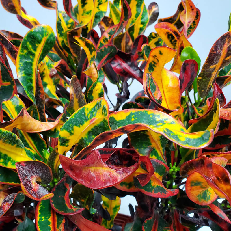 CROTON MAMMY 6"