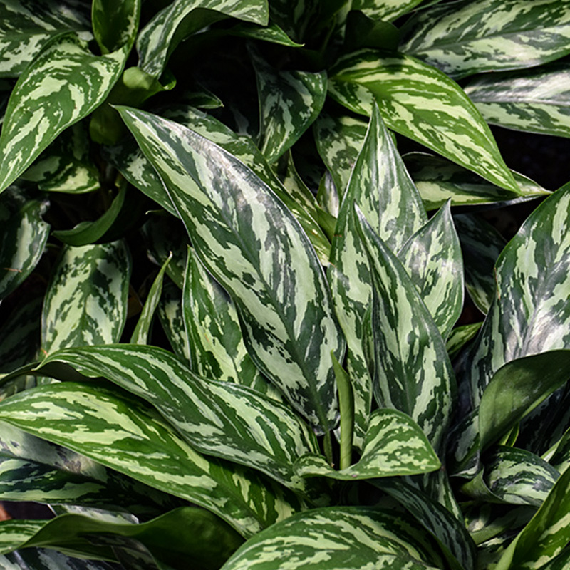 AGLAONEMA TIGRESS 6"