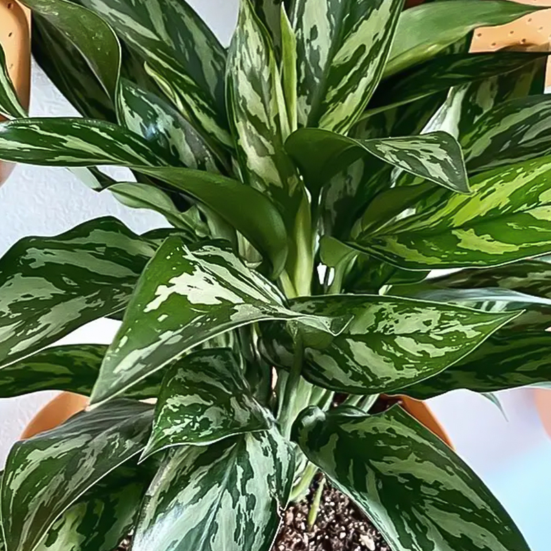 AGLAONEMA TIGRESS 10"