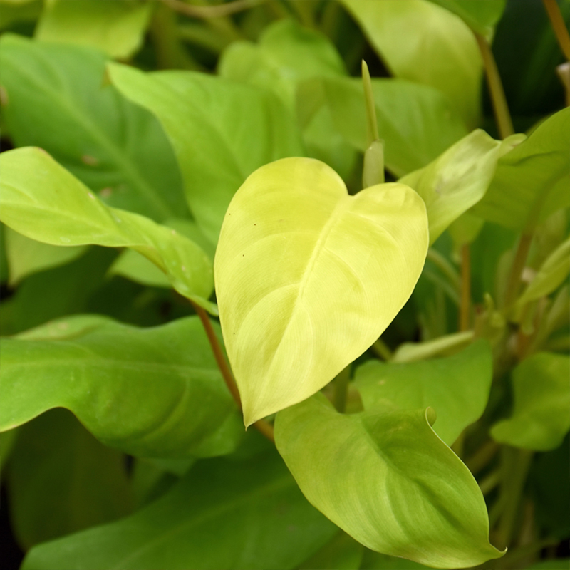 PHILODENDRON LEMON LIME 6"