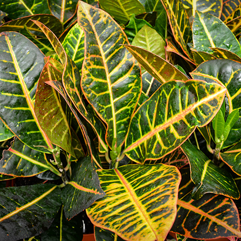 CROTON PETRA 4.5"