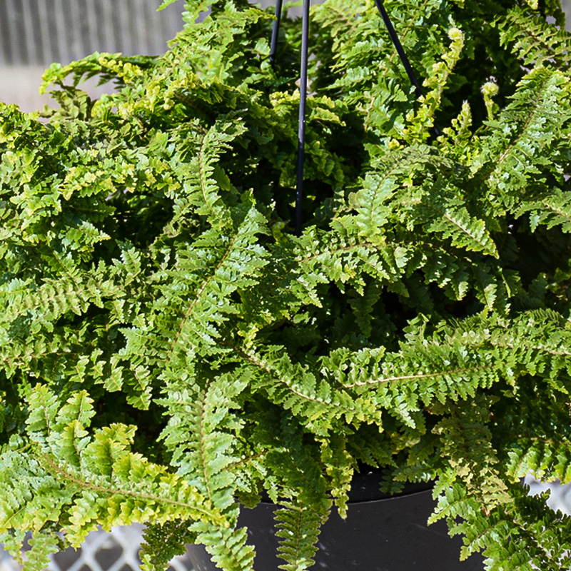 FERN FLUFFY RUFFLES 6"