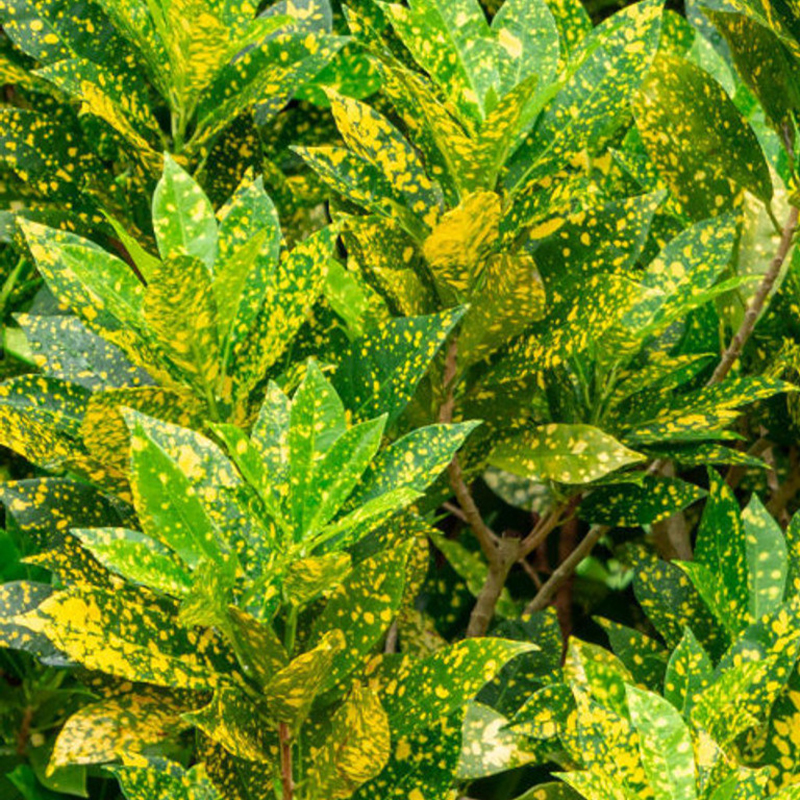 CROTON GOLDDUST 6"