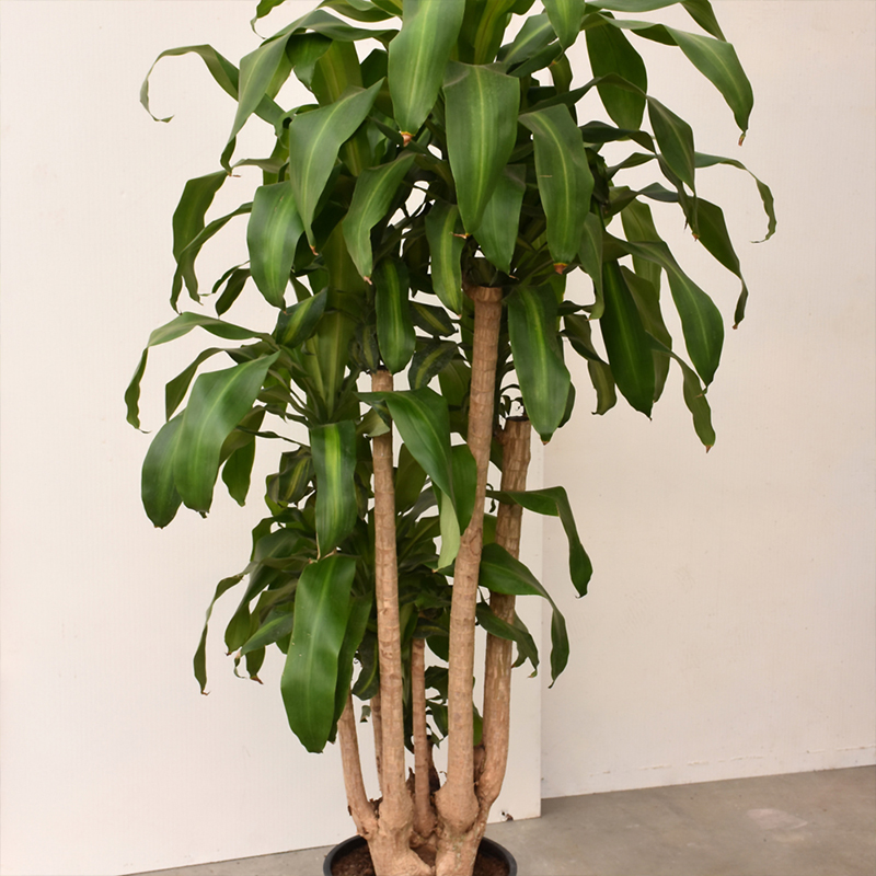 DRACAENA MASS CANE 5-4-3-2 14"