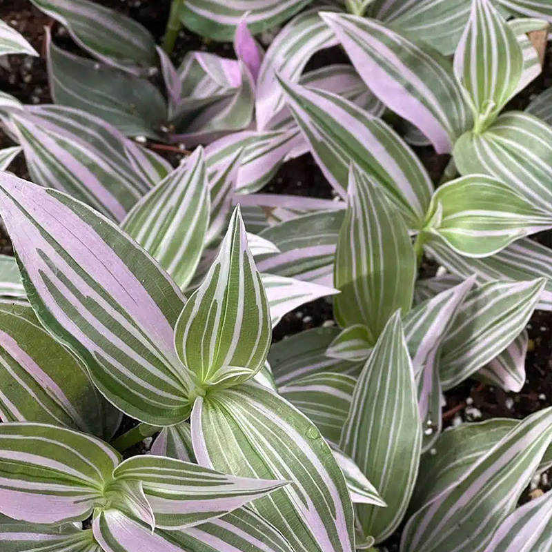 TRADESCANTIA LOLLIPOP 4.5"