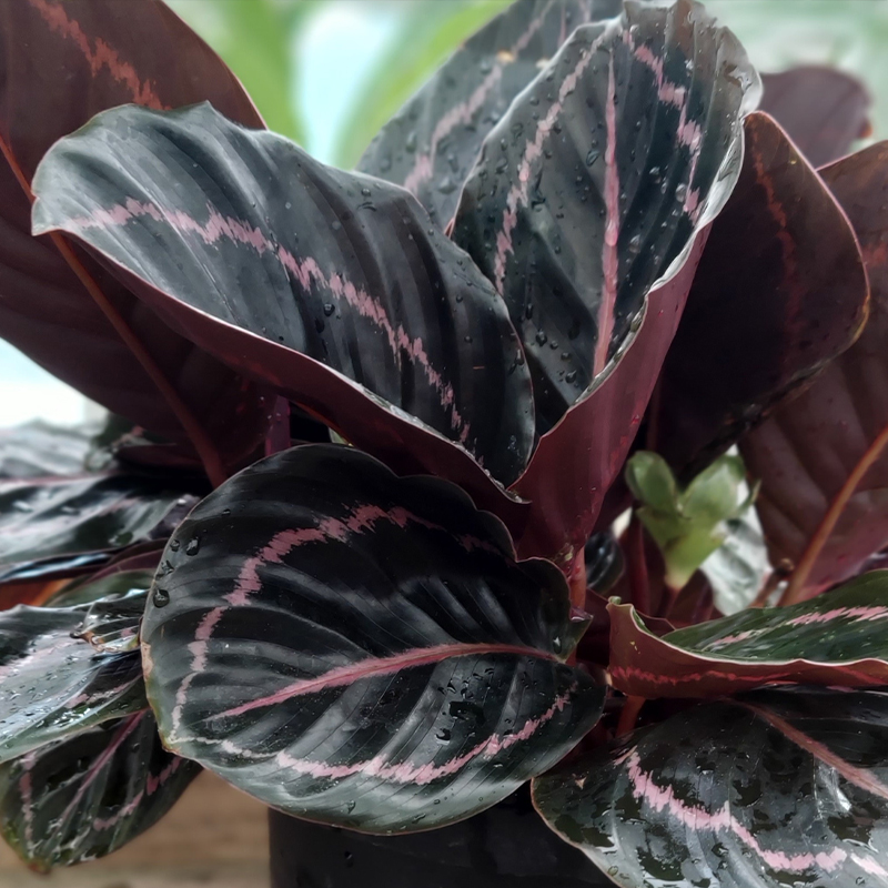 CALATHEA PURPLE ROSE 4.5"