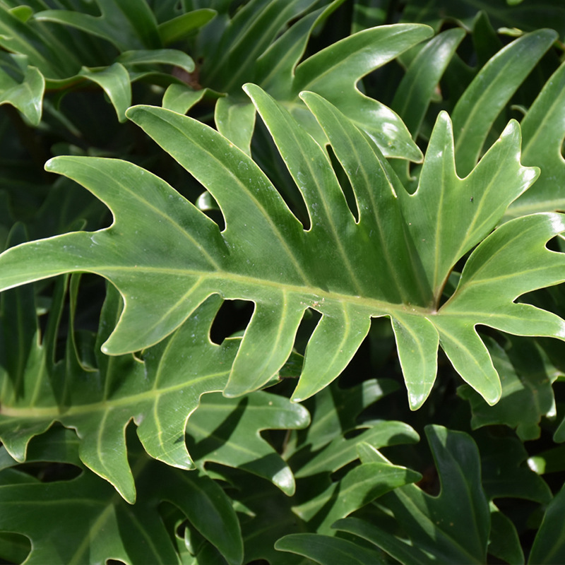 PHILODENDRON XANADU 10"