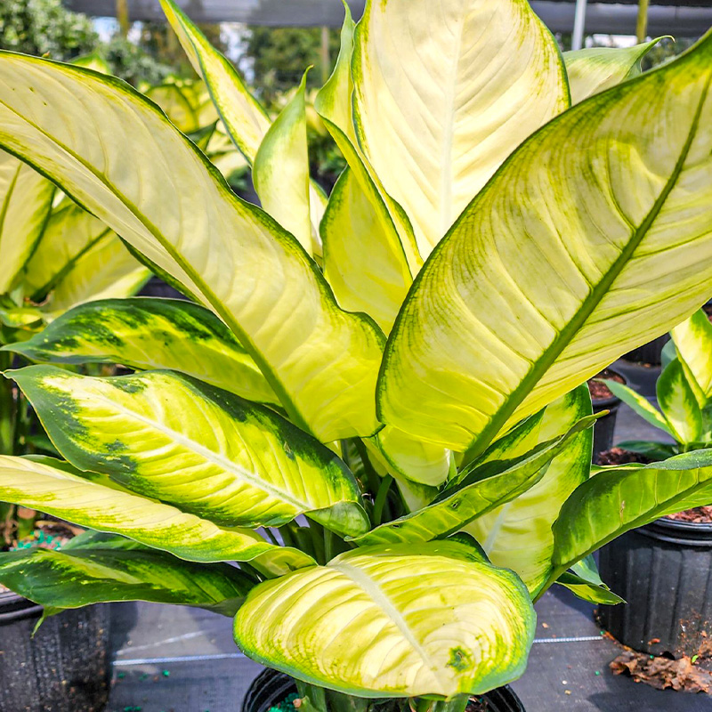 DIEFFENBACHIA TROPIC MARIANN 4"