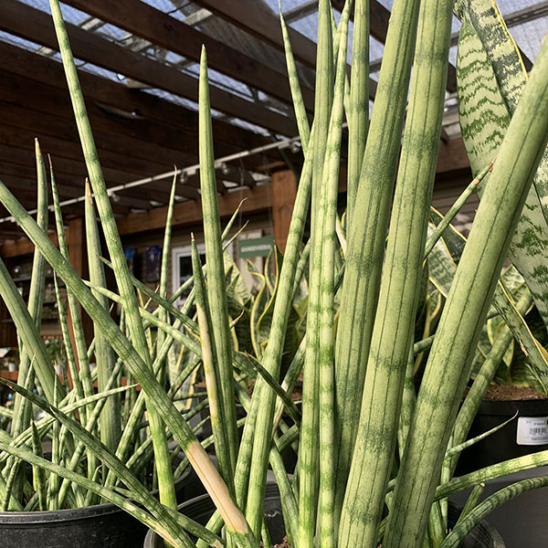 ALOCASIA POLLY 2"