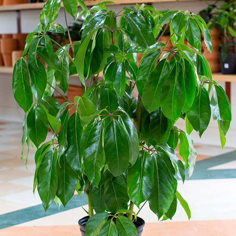 SCHEFFLERA ACTINOPHYLLA 4.5"