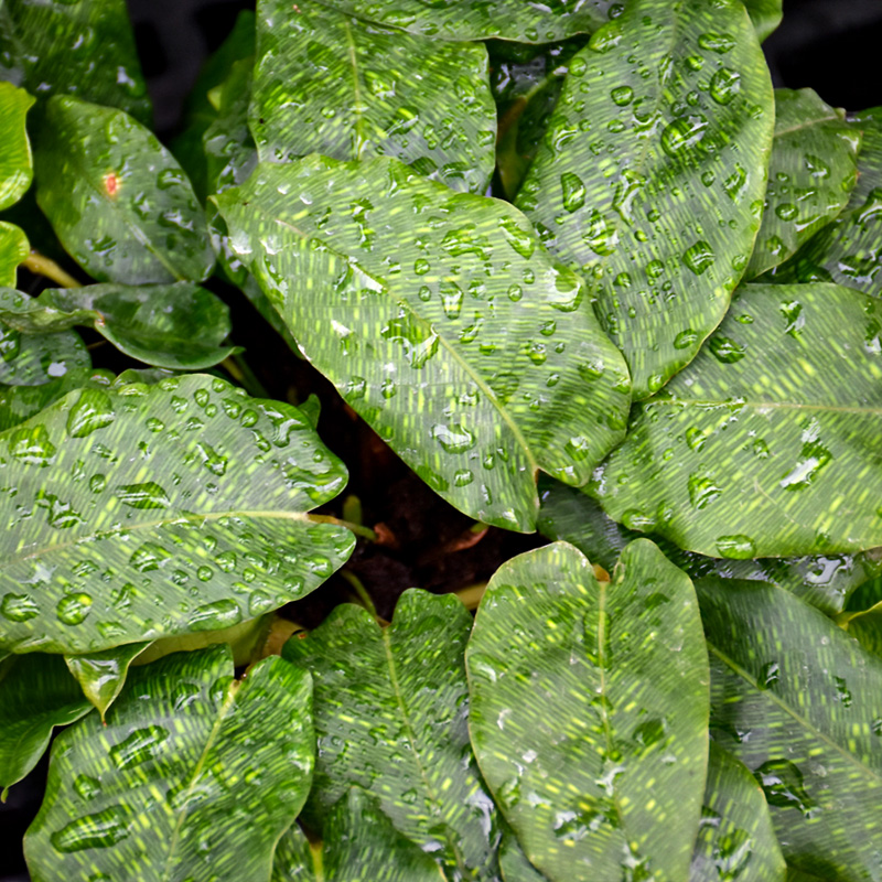 CALATHEA MUSAICA 4"