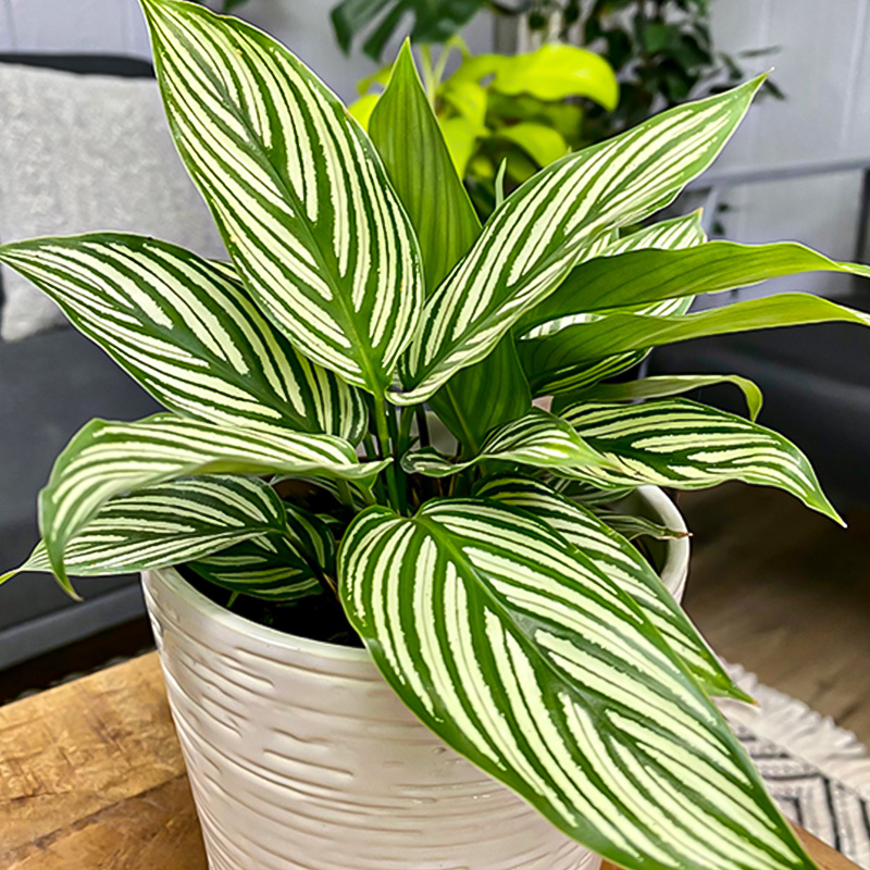 CALATHEA VITTATA 4"