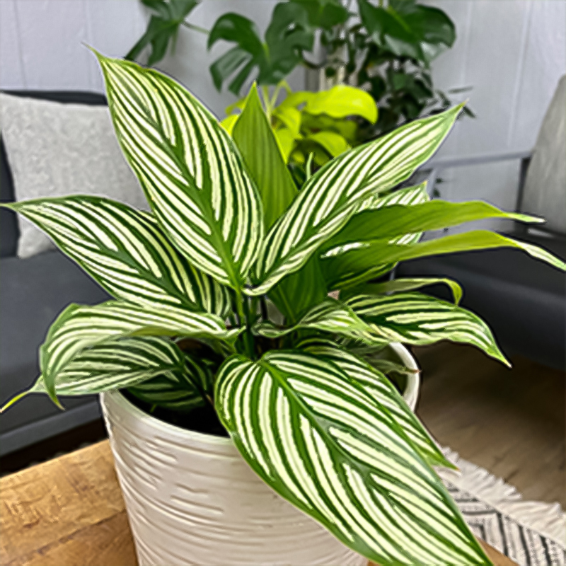 CALATHEA VITTATA 6"