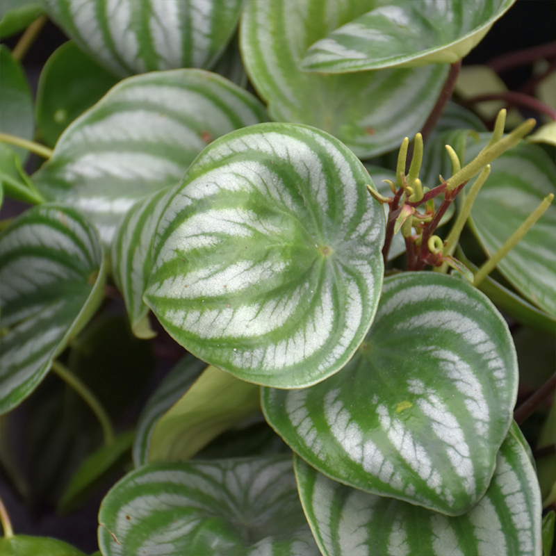 PEPEROMIA WATERMELON 6"