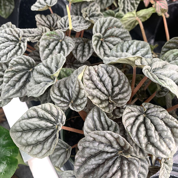 PEPEROMIA 4"