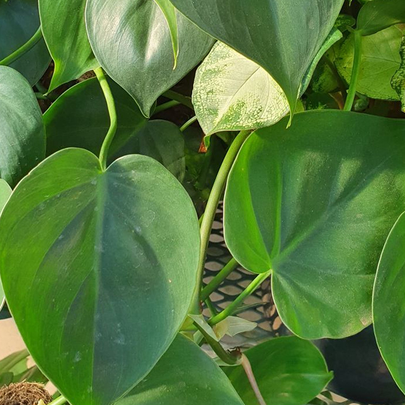 PHILODENDRON CORDATUM 6"