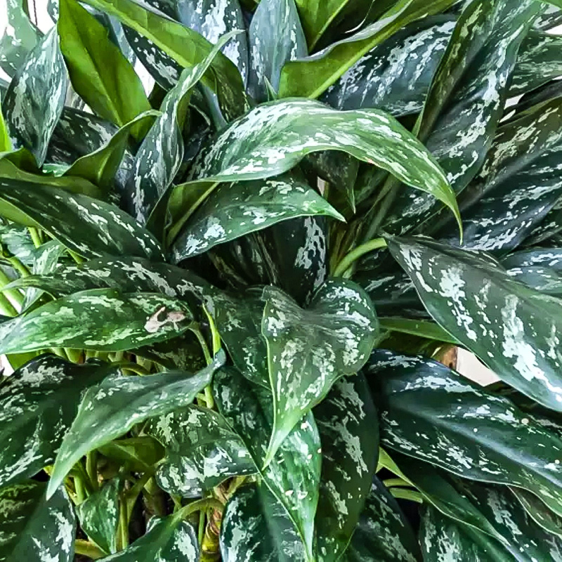 AGLAONEMA SHADES 10"