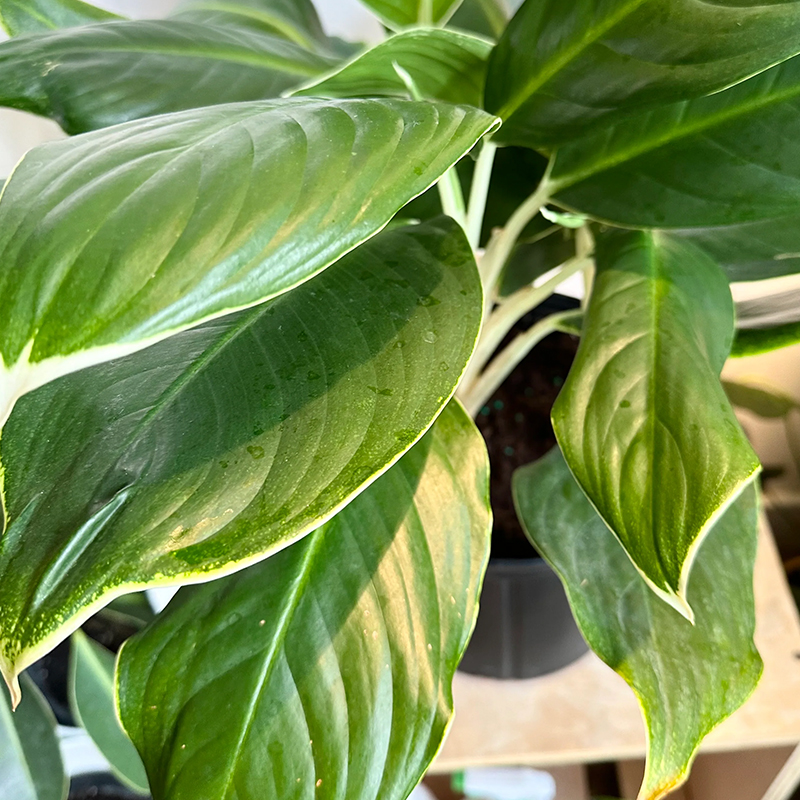 AGLAONEMA WHITE EDGE 10"