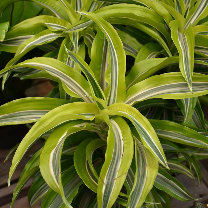 DRACAENA LEMON LIME 10"
