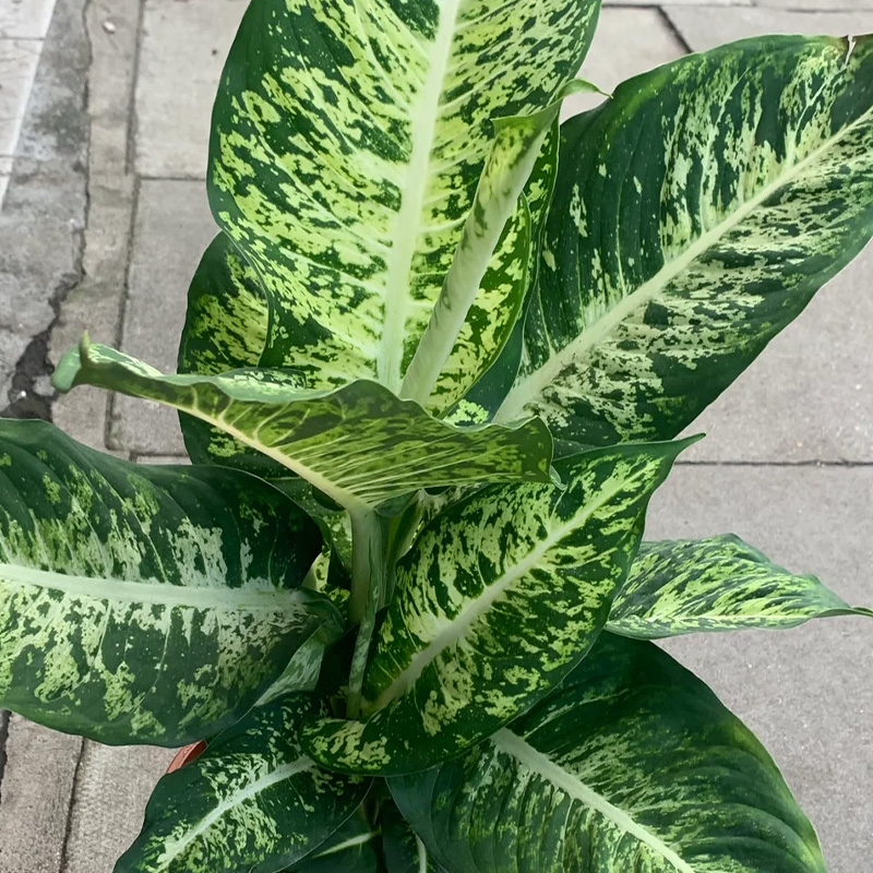 DIEFFENBACHIA MARS 10"