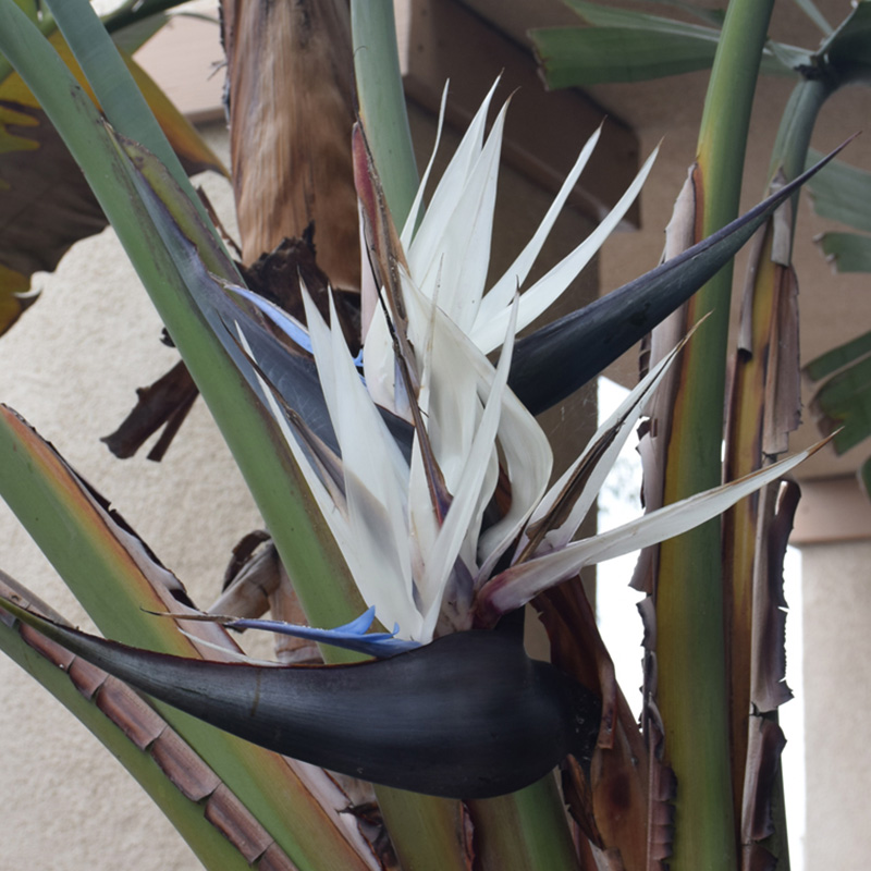 STRELITZIA BIRD PARADISE WHT 14"