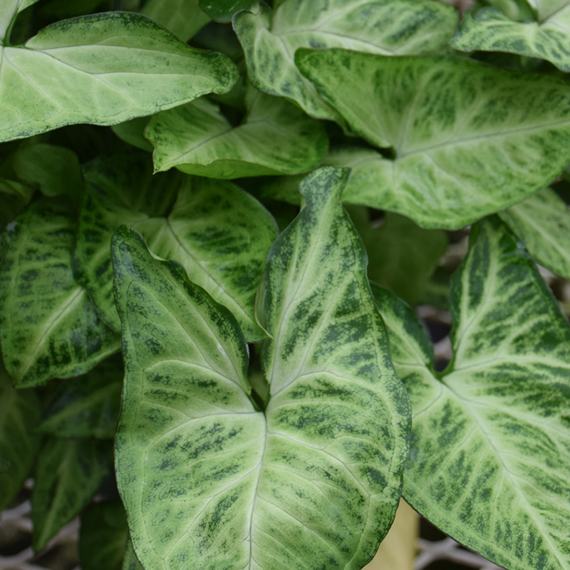 SYNGONIUM WHITE BUTTERFLY 4.5"
