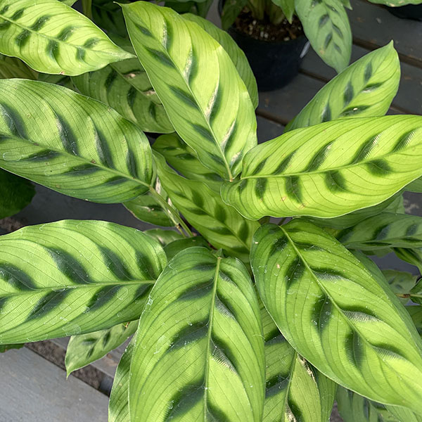 CALATHEA LEOPARDINA 6"