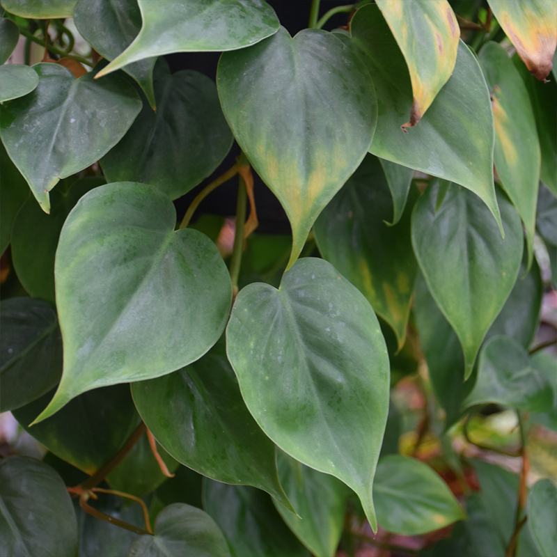 POTHOS JADE TOTEM 10"