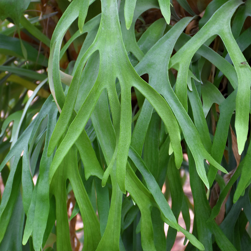 HB FERN STAGHORN 8"