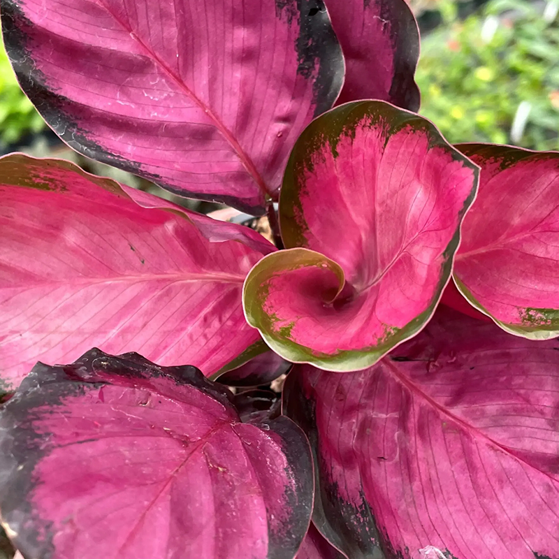 CALATHEA ROSEY 4"