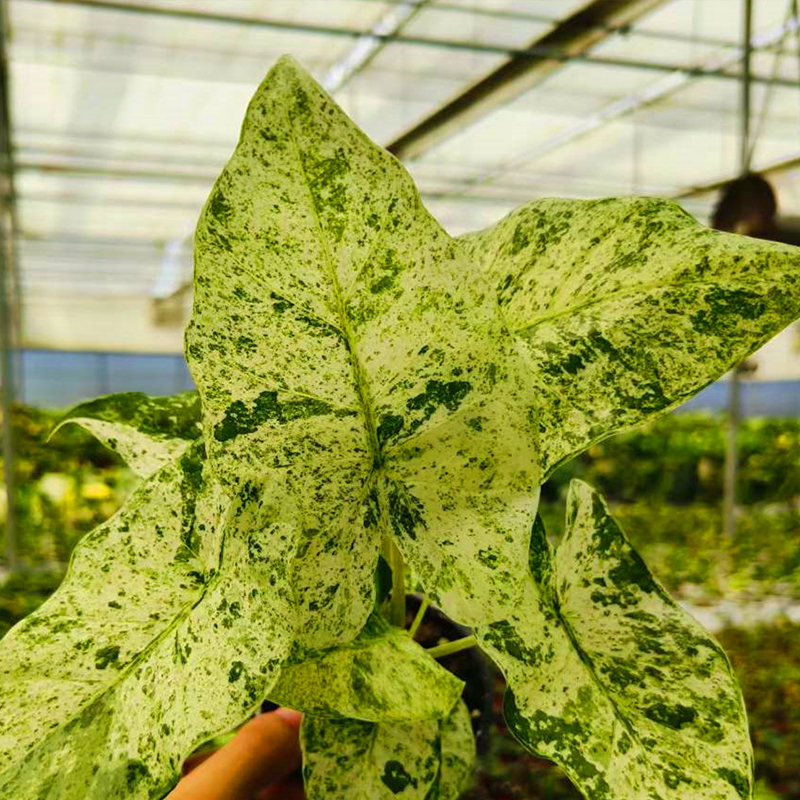 ALOCASIA ODORA BATIK 4"