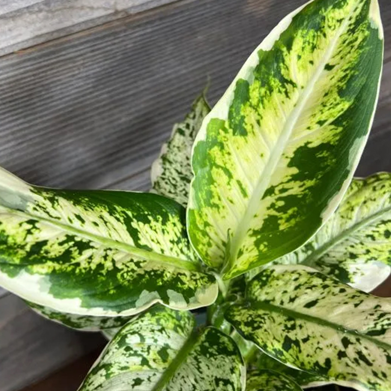 DIEFFENBACHIA HYBRID 6"