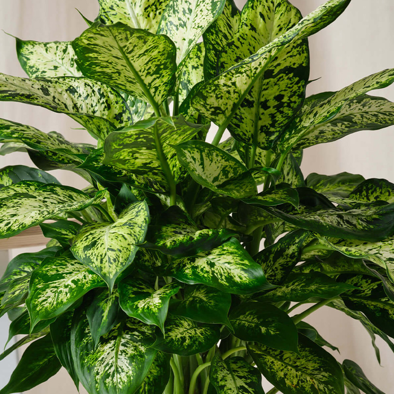 DIEFFENBACHIA MACULATA CB 6"