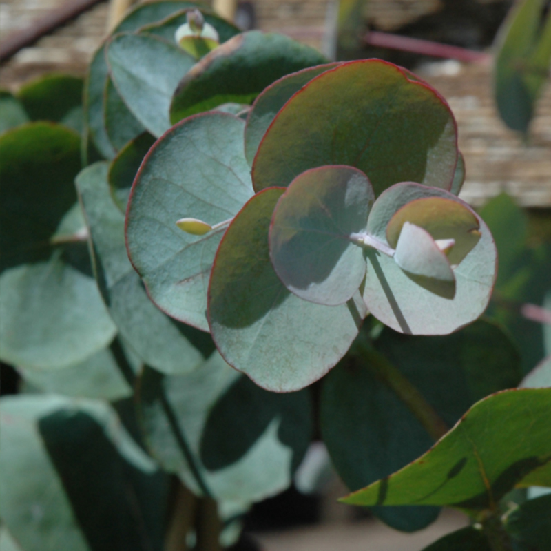 EUCALYPTUS 4"