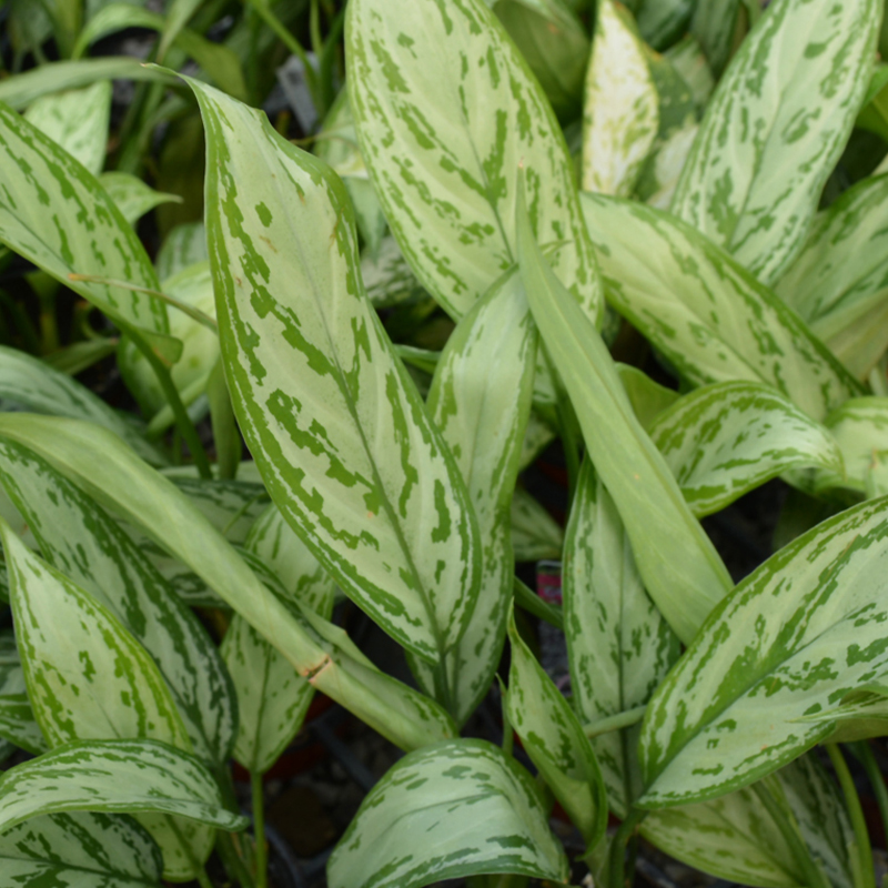 AGLAONEMA 6"
