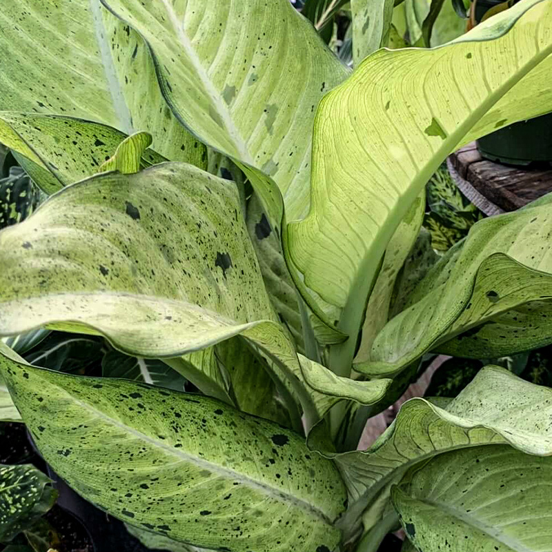 DIEFFENBACHIA CAMOUFLAGE 6"