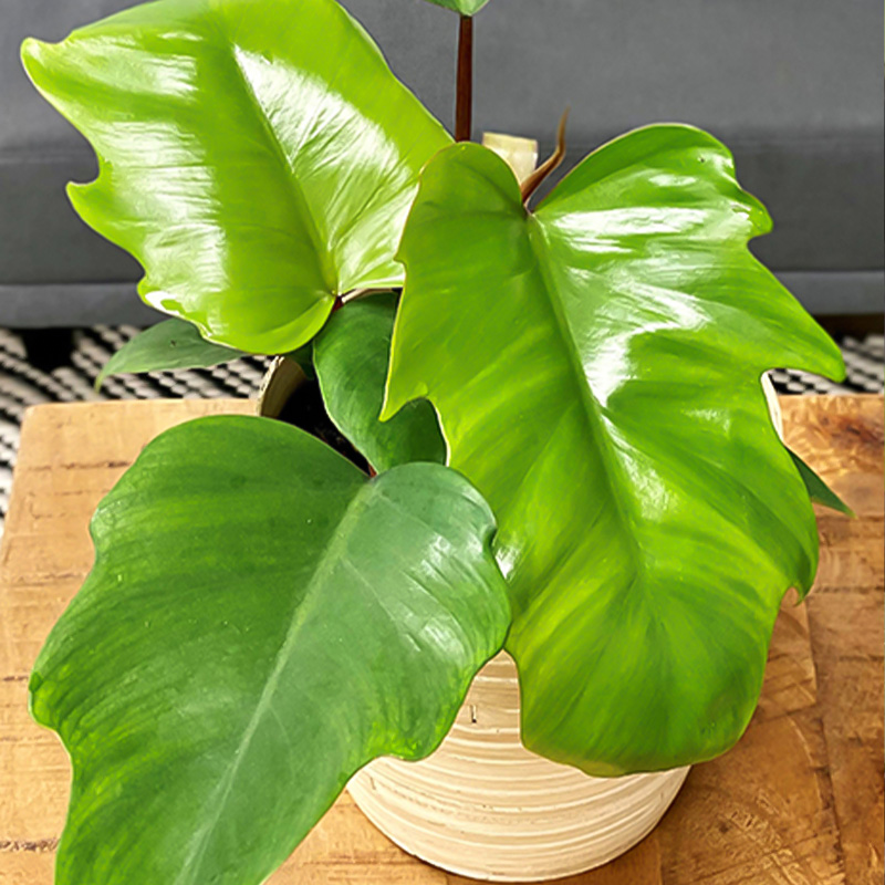 PHILODENDRON MAYOI 4"