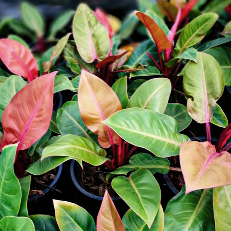 PHILODENDRON RED CHERRY 4"