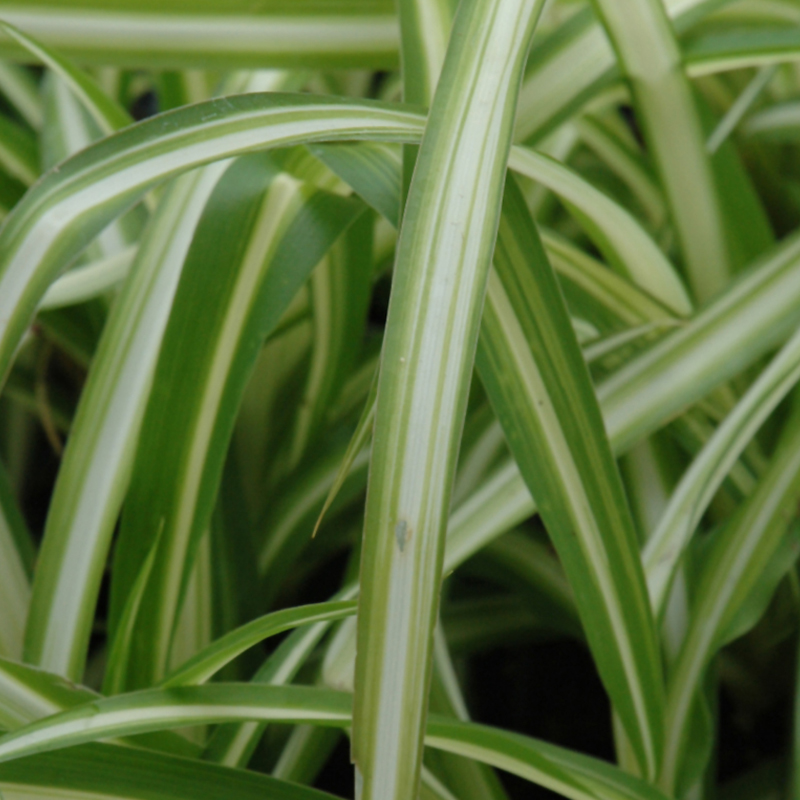 CHLOROPHYTUM SPIDER PLANT 3-3.5"