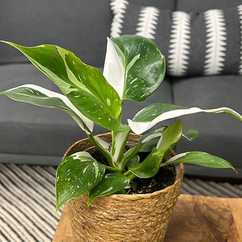 PHILODENDRON WHITE WIZARD 4"