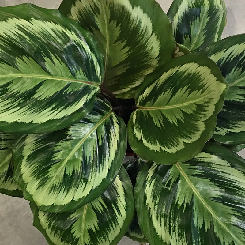 ALOCASIA AEGIS 4"