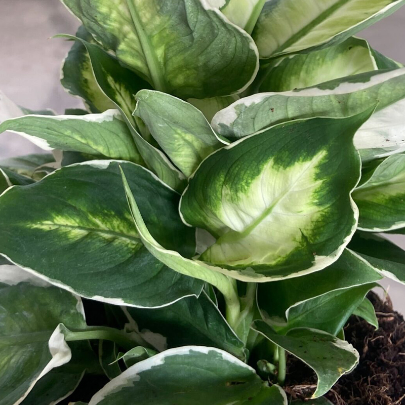 DIEFFENBACHIA COOL BEAUTY 6"