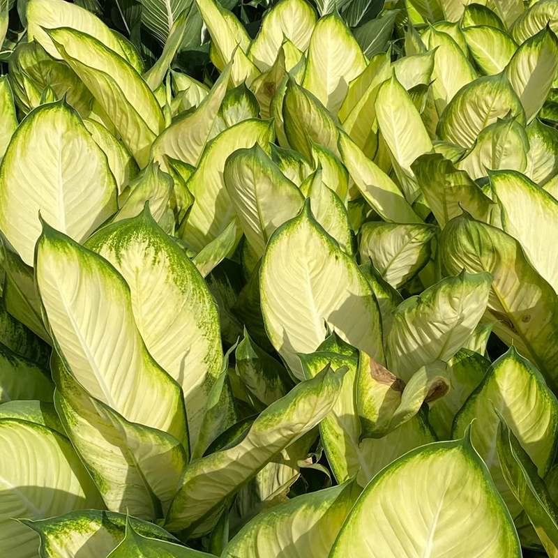 DIEFFENBACHIA TROPIC MARIANN 10"