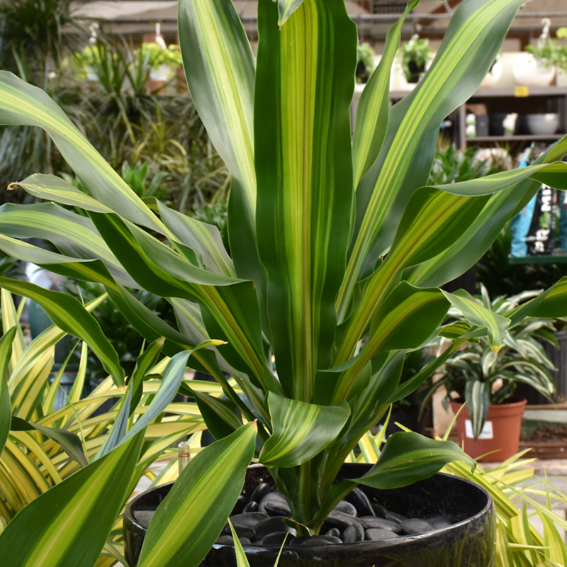 DRACAENA GIGANTA 10"