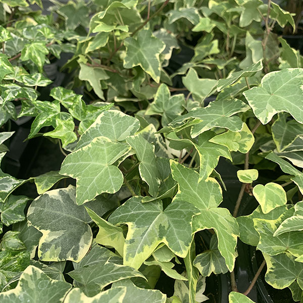 IVY GREEN/VARIEGATED 4"